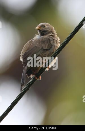 Gelbschnabel-Babbler (Turdoides affinis taprobanus) Erwachsener, der auf der Hochspannungsleitung (endemische Rasse Sri Lankas) in Sri Lanka thront Dezember Stockfoto