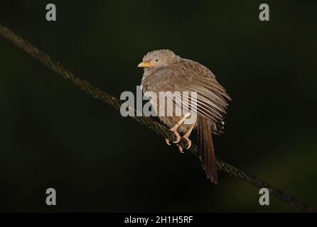 Gelbschnabel-Babbler (Turdoides affinis taprobanus) Erwachsener, der auf der Hochspannungsleitung (endemische Rasse Sri Lankas) in Sri Lanka thront Dezember Stockfoto