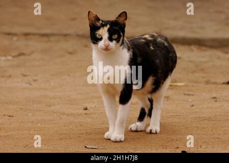 salvador, bahia / brasilien - 11. juni 2019:Katze ist auf der Straße in der Stadt Salvador gesehen. *** Ortsüberschrift *** . Stockfoto