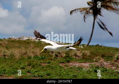 caravelas, bahia / brasilien - 22. oktober 2012: Vogelatoba wird auf einer Insel im Parque Marinho dos Abrolhos im Süden Bahia gesehen. Stockfoto