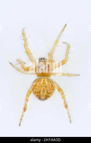 Spinne auf natürlichem Hintergrund - Araneidae - Weberspinne - Makro, Nahaufnahme. Stockfoto