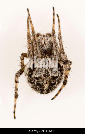 Spinne auf natürlichem Hintergrund - Agalenatea redii - Weberspinne. Stockfoto