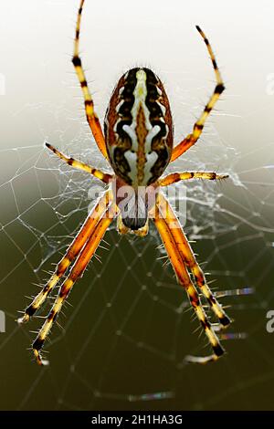 Spinne auf natürlichem Hintergrund - Aculepeira armida - Weberspinne. Stockfoto