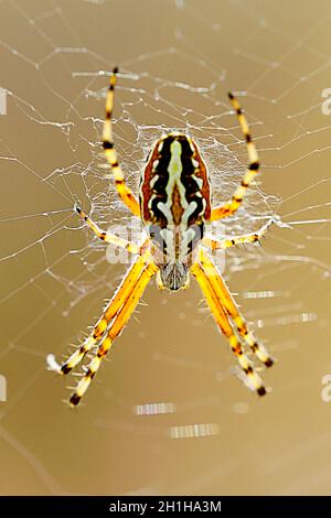 Spinne auf natürlichem Hintergrund - Aculepeira armida - Weberspinne. Stockfoto