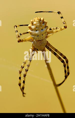 Argiope lobata. Spider isoliert auf einem natürlichen Hintergrund Stockfoto