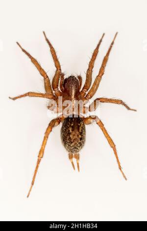 Familie Lycosidae. Spider isoliert auf weißem Hintergrund Stockfoto