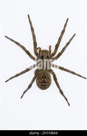 Lycosa Hispanica. Familie Lycosidae. wolfsspinne isoliert auf einem natürlichen Hintergrund Stockfoto