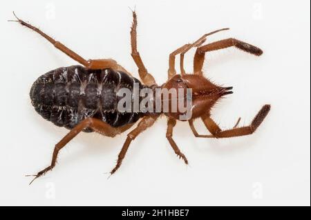 Solifuges, auch Kamelspinnen genannt, sind eine relativ große Ordnung von Arachniden Stockfoto