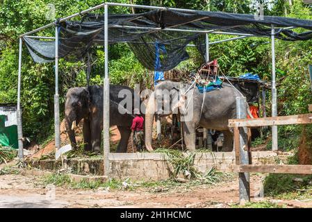 Phuket, Thailand - 29. November 2019: Blick auf das Elefantencamp in Phuket, Thailand. Der Arbeiter wäscht den Elefanten. Stockfoto