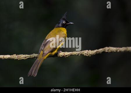 Bulbul mit schwarzer Haube, Rubigula flaviventris, Thailand. Stockfoto