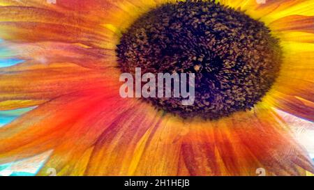 Sonnenblumenkkopf ( Helianthus ) Fotolillustration Stockfoto