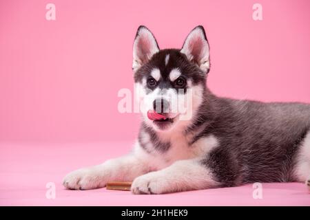 Studioaufnahme einer Husky Hündin, die weniger als ein Jahr alt ist, schwarz-weiß auf rosa Hintergrund. Konzept der Hunde Emotionen. Im Stil des Studios mit Haustieren gedrehte Tiere. Niedlich Stockfoto