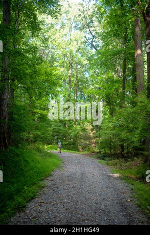 Ein einsamer Wanderer mit einem Stativ steht in der Kurve eines Waldweges und starrt auf das Sonnenlicht, das nach unten filtert. Vollformat-Naturbild mit Kopierbereich Stockfoto