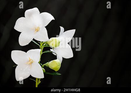 Schöne weiße Sorte von Ballonblume auf schwarzem Hintergrund. Platycodon grandiflorus. Frische Blüten und gelbgrüne Knospen von tauigen chinesischen Glockenblumen. Stockfoto