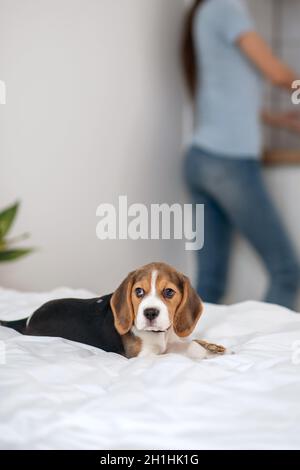Eine Frau wascht die Teller, während ihr Welpe auf dem Bett sitzt Stockfoto