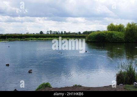 Teich, Enten auf dem Wasser Stockfoto