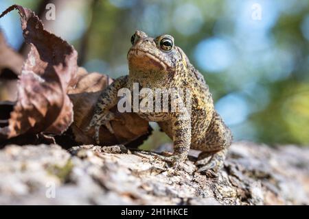 Amerikanische Kröte (Anaxyrus americanus), die an einem Oktobernachmittag in Iowa sonnenbaden wird Stockfoto