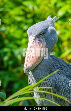 Shoebill - lustiger Storch im Grünen Stockfoto