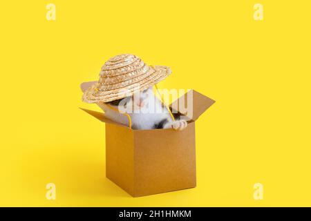 Kleines Kätzchen in Pappkarton im Strohhut. Funny Cat Meme Konzept. Flauschiges Kätzchen auf farbigem gelbem Hintergrund mit Kopierbereich. Lieferung der Katze Witz als Stockfoto
