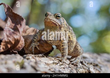 Amerikanische Kröte (Anaxyrus americanus), die an einem Oktobernachmittag in Iowa sonnenbaden wird Stockfoto