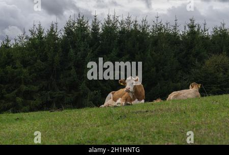 Kühe auf der Wiese in der eifel Herbst Stockfoto