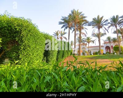 Rasenfläche zwischen Palmen im Resort in Ägypten. Fußweg zwischen grünem Gras im Gebiet des fünf-Sterne-Hotels. Stockfoto