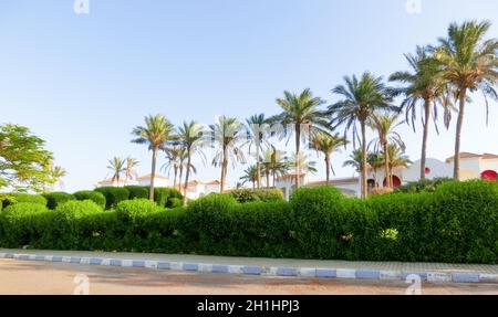 Rasenfläche zwischen Palmen im Resort in Ägypten. Fußweg zwischen grünem Gras im Gebiet des fünf-Sterne-Hotels. Stockfoto