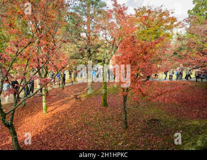 KYOTO, JAPAN -22. NOVEMBER 2016: Herbstlicher Ahorngarten mit Blattspitzen am Tofukuji-Tempel in Kyoto, Japan Stockfoto