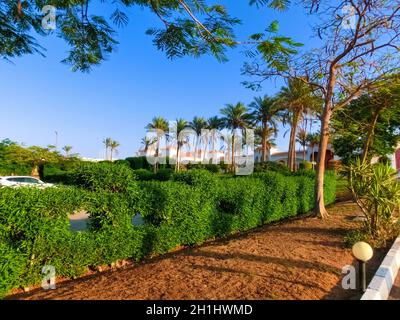 Rasenfläche zwischen Palmen im Resort in Ägypten. Fußweg zwischen grünem Gras im Gebiet des fünf-Sterne-Hotels. Stockfoto