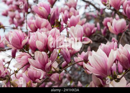 Magnolienbaum in voller Frühlingsblüte Stockfoto