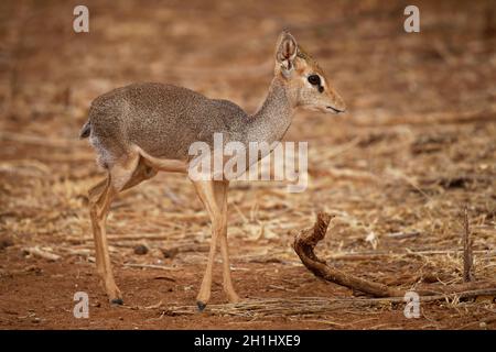 Kirks Dik-dik - Madoqua kirkii kleine braune Antilope aus Ostafrika und eine von vier Arten von dik-dik-Antilope, große Augen kleine Hörner großes Ohr Stockfoto