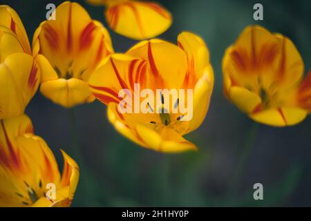 Tulpen im Garten während der Frühlingsblüte Stockfoto