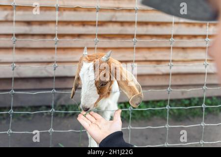 Kleine niedliche liebenswert kaukasischen blonde Kind Mädchen Landwirt Spaß haben Fütterung Baby Ziege Tier mit Gras Hand auf weit Hof oder Zoo. Kinder im Freien Stockfoto