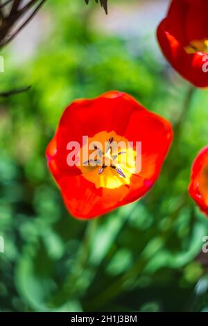 Rote und gelbe Tulpe Zentrum im Garten Stockfoto
