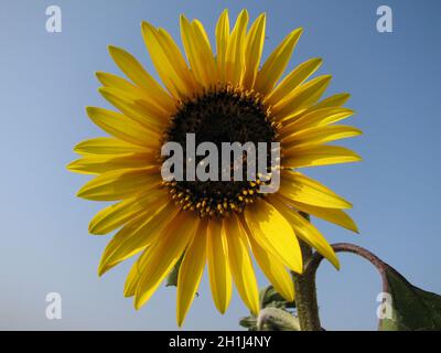 Nahaufnahme einer schönen Sonnenblume auf dem Feld Stockfoto