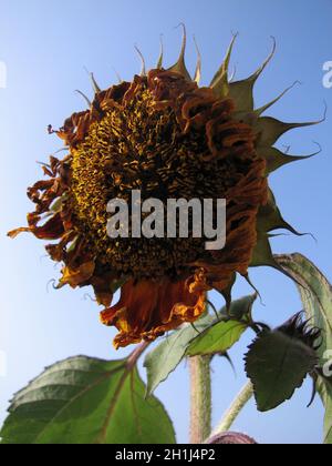 Vertikale Aufnahme einer verwelkten und trockenen Sonnenblume auf dem Feld Stockfoto