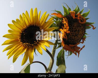 Nahaufnahme von verwelkten und frischen Sonnenblumen nebeneinander Stockfoto