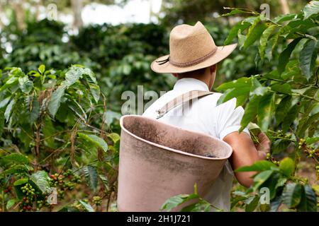 Kaffeebauer, der nach der Kaffeeernte den Korb auf dem Rücken trägt. Kaffeearbeiter. Rückansicht des Farmers, der zwischen Kaffeepflanzen läuft. Stockfoto