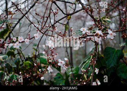 Obstbaum in Blüte im frühen Frühjahr, Petaluma, Kalifornien Stockfoto