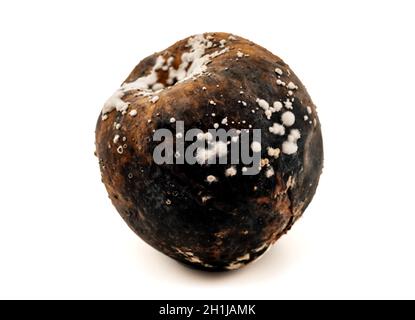 Fauler Apfel und Scheiben auf weißem Hintergrund. Verdorbenen Apfel mit Schimmel isolieren Stockfoto