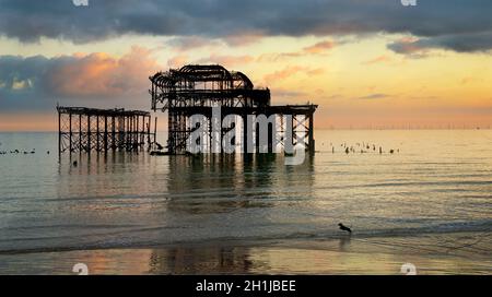 Der verwelkte West Pier bei einem bewölkten Sonnenuntergang, Brighton, England. Der Pier wurde 1866 erbaut und 1975 geschlossen. Er ist nach wie vor unter Denkmalschutz der Klasse I und ein bekanntes Wahrzeichen. Vögel strömen zu der rostenden Struktur. Der silhouettierte Hund spielt in der Brandung. Stockfoto