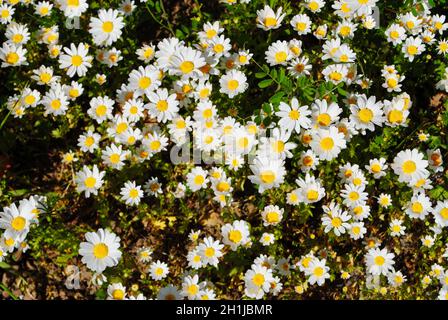 Wilde Gänseblümchen in Petaluma, Kalifornien Stockfoto