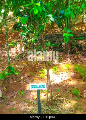 Natürlich angebaute rote Sandelholzplantagen im reservierten Wald in Sri Lanka Stockfoto