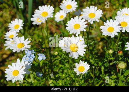 Wilde Gänseblümchen in Petaluma, Kalifornien Stockfoto