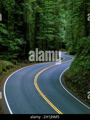 Highway 199, der durch Jedediah Smith Redwoods führt Stockfoto