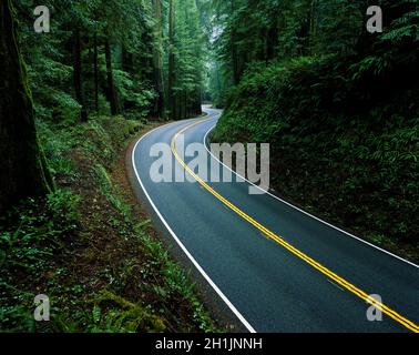 Highway 199, der durch Jedediah Smith Redwoods führt Stockfoto