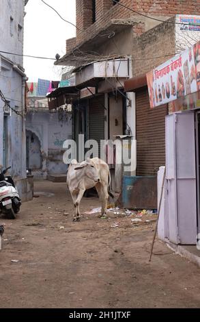 Kühe, Bummeln in der Stadt Pushkar, Indien Stockfoto