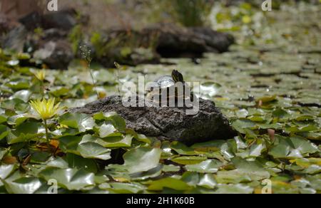 Gelbbauchige Schleierschildkröte, Trachemys scripta scripta, in einem Seerosenteich Trachemys scripta scripta Stockfoto