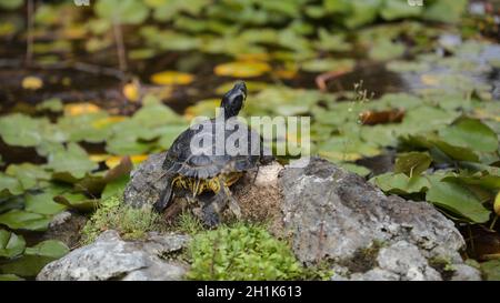 Gelbbauchige Schleierschildkröte, Trachemys scripta scripta, in einem Seerosenteich Trachemys scripta scripta Stockfoto