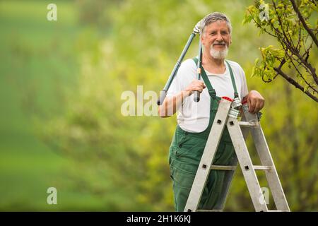 Senior Mann im Garten (Farbbild), kümmert sich gut um seine Obstbäume von einer Leiter Stockfoto